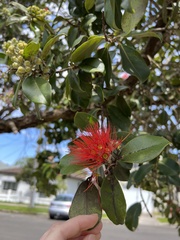 Metrosideros collina