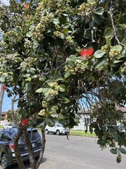 Metrosideros collina