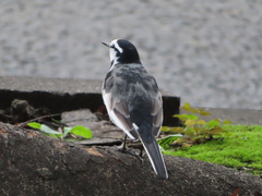 Motacilla alba lugens