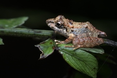 Pristimantis lanthanites