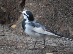 Motacilla alba lugens