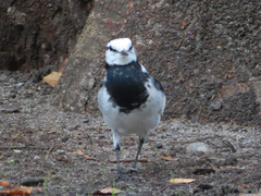 Motacilla alba lugens