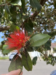 Metrosideros collina