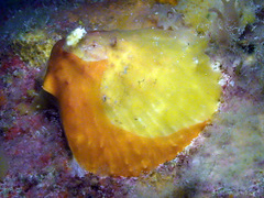 Spondylus