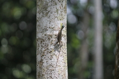 Draco sumatranus