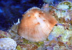 Spondylus