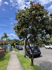 Metrosideros collina