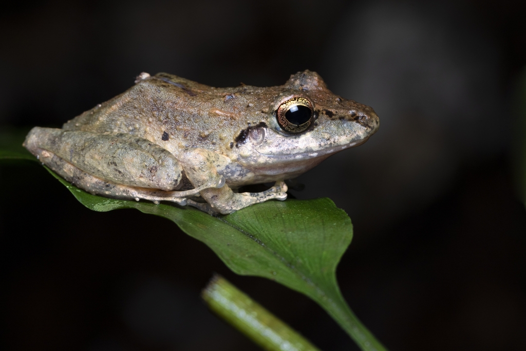 Metallic Robber Frog