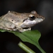 Metallic Robber Frog - Photo (c) Amaru Rubio, some rights reserved (CC BY-NC), uploaded by Amaru Rubio