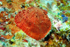 Spondylus