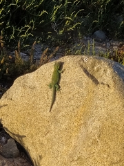 Liolaemus zapallarensis