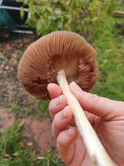 Volvopluteus gloiocephalus