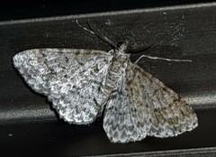 Myrioblephara desumpta