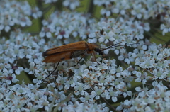 Oedemera podagrariae