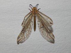 Palparini
