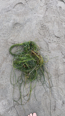 Phyllospadix torreyi