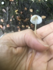 Mycena crocata