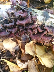 Chondrostereum purpureum