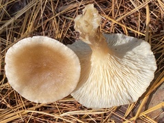 Ampulloclitocybe