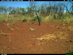 Melopsittacus undulatus