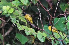 Rubigula flaviventris