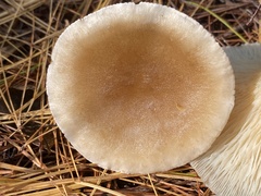 Ampulloclitocybe