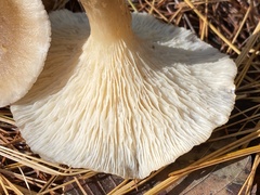 Ampulloclitocybe
