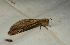 Palparini