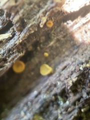 Orbiliomycetes