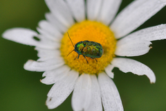 Cryptocephalus sericeus