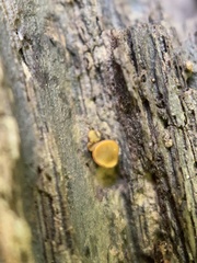 Orbiliomycetes