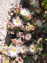 Mesembryanthemum crystallinum
