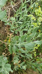 Senecio halimifolius
