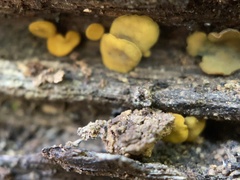 Orbiliomycetes