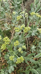 Senecio halimifolius