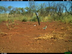 Chrysococcyx basalis