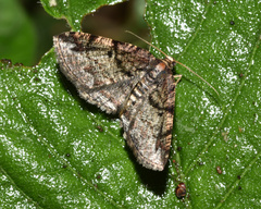 Cabera elatina