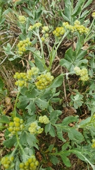 Senecio halimifolius