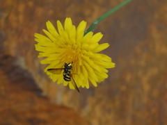 Chrysotoxum intermedium