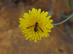 Chrysotoxum intermedium