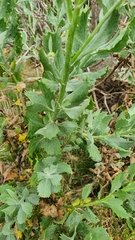 Senecio halimifolius