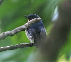 Cyornis rufigastra