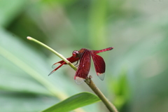 Neurothemis ramburii