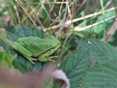 Hyla meridionalis