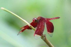 Neurothemis ramburii