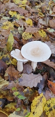 Lactarius glyciosmus