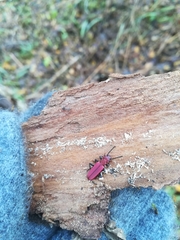 Cucujus haematodes haematodes