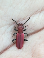 Cucujus haematodes haematodes