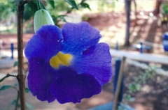 Thunbergia