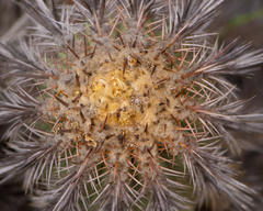 Copiapoa marginata